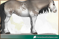 Horse Color:White Spotted Grullo Onyx Sabino 