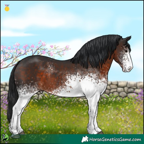 Horse Color:White Spotted Brown 