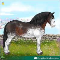 Horse Color:White Spotted Brown