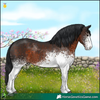 Horse Color:White Spotted Brown 