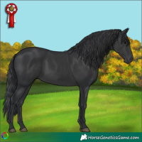 Horse Color:Black 