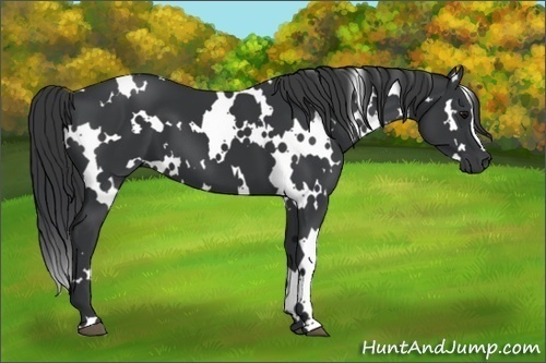 Horse Color:White Spotted Black 