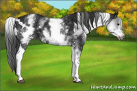 Horse Color:Gray White Spotted Black
