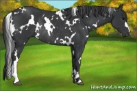 Horse Color:White Spotted Black Rabicano 