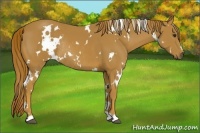 Horse Color:White Spotted Chestnut Rabicano 