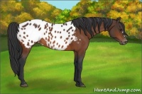 Horse Color:Bay Appaloosa 