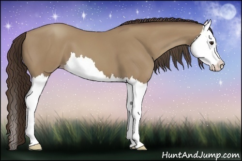 Horse Color:Classic Champagne Splash 