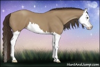 Horse Color:Classic Champagne Splash