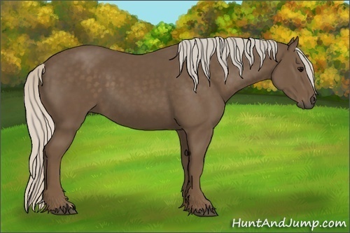 Horse Color:Unknown 