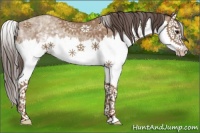 Horse Color:White Spotted Classic Champagne Splash