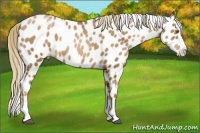 Horse Color:Liver Chestnut Pearl Splash Appaloosa