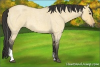 Horse Color:Buckskin Roan Dun Tobiano