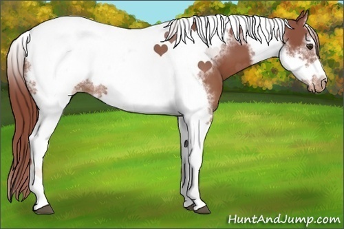 Horse Color:Chestnut Splash Tobiano Frame Appaloosa