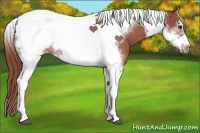 Horse Color:Chestnut Splash Tobiano Frame Varnish 