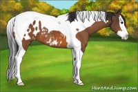 Horse Color:Bay Splash Tobiano Appaloosa