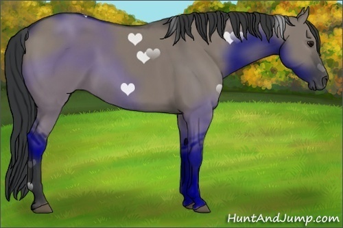 Horse Color:Grullo