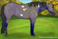 Horse Color:Grullo 