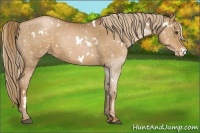 Horse Color:White Spotted Liver Chestnut Pearl Appaloosa