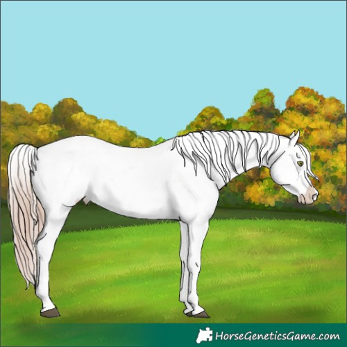 Horse Color:White Spotted Liver Chestnut Pearl Appaloosa 