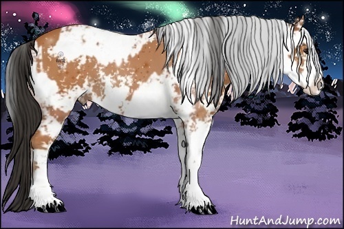 Horse Color:Bay Sabino  and Bay Sabino 