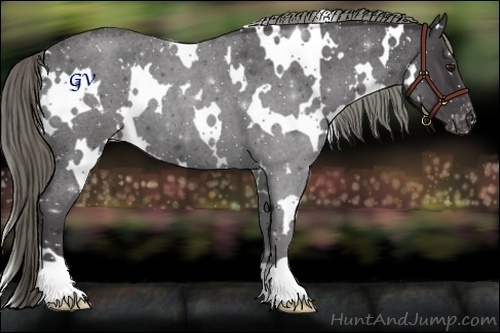 Horse Color:White Spotted Smoky Blue Chinchilla Roan Appaloosa