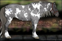 Horse Color:White Spotted Smoky Blue Chinchilla Roan Appaloosa