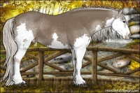 Horse Color:Silver Black Splash