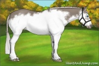 Horse Color:Silver Grullo Sabino Splash Frame