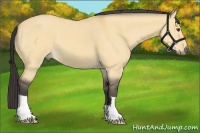 Horse Color:Buckskin Dun
