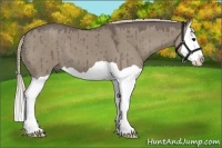 Horse Color:Silver Grullo Splash 