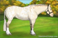 Horse Color:Silver Buckskin Roan Dun Blanket