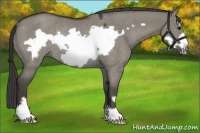 Horse Color:Smoky Grullo Frame Rabicano