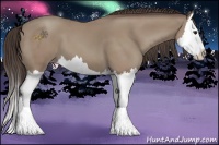 Horse Color:Classic Champagne Splash