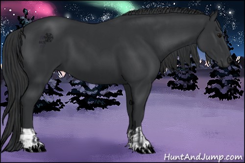 Horse Color:Black  and Black 
