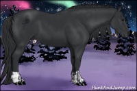Horse Color:Black and Black