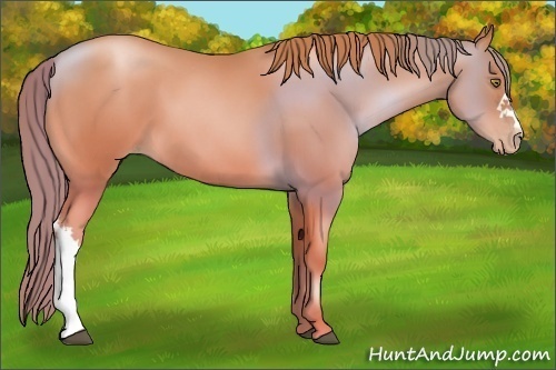 Horse Color:Chestnut Pearl 