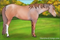 Horse Color:Chestnut Pearl