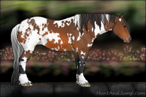 Horse Color:White Spotted Bay Appaloosa 