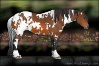 Horse Color:White Spotted Bay Appaloosa 