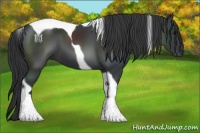 Horse Color:Black Tobiano 