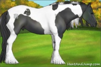 Horse Color:Black Tobiano
