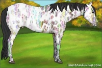 Horse Color:Bay Ice Appaloosa