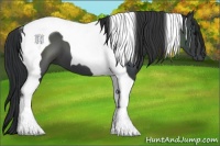 Horse Color:Black Tobiano 