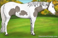 Horse Color:Silver Grullo Splash Tobiano Appaloosa 