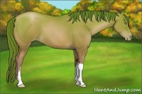 Horse Color:Bay Pearl