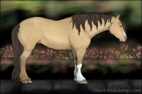 Horse Color:Amber Cream Champagne 