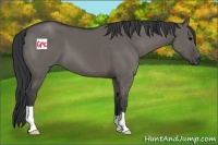 Horse Color:Grullo