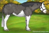 Horse Color:Grullo Splash 