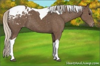 Horse Color:Silver Black Tobiano Blanket 