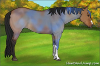 Horse Color:Gray Brown Dun 
